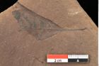 Foto (Detailsansicht) von Quercus palaeoilex Ettingshausen (NHMW-GEO-2024-0188-0947)
